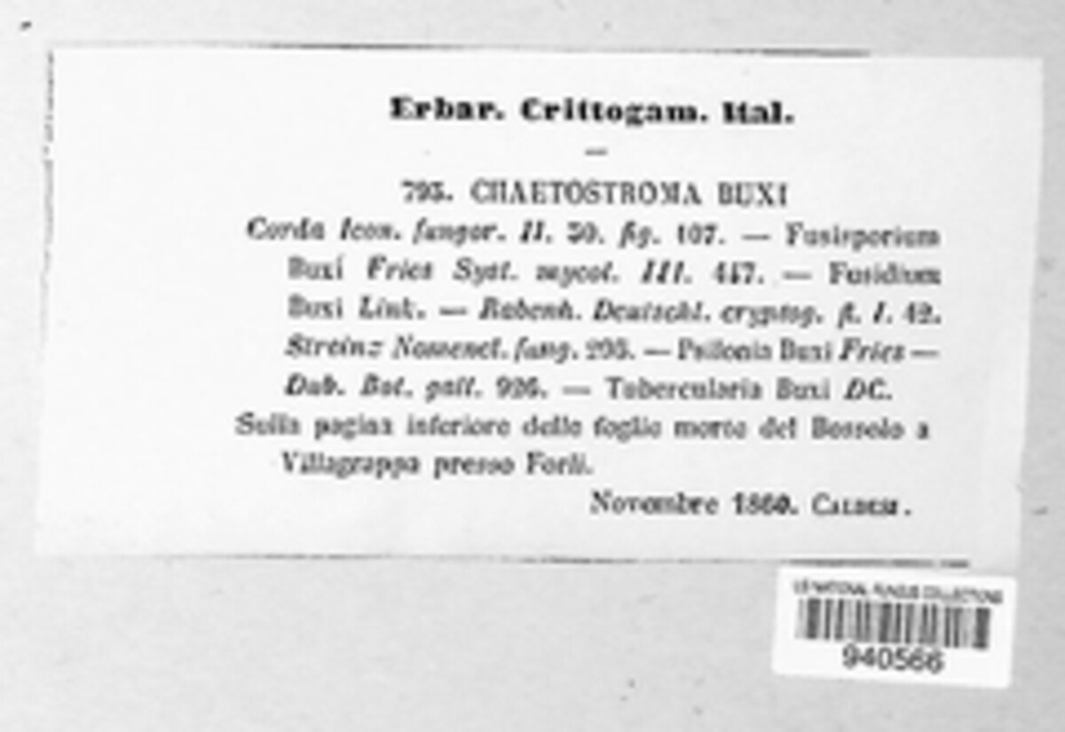 Volutella image